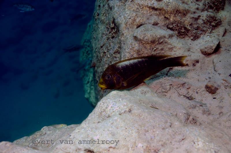 Petrochromis ephippium 'Gombe NP'